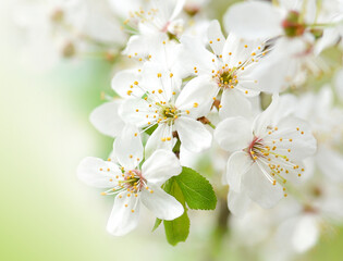 Beautiful branches of blossoming cherries. Beautiful abstract spring background.