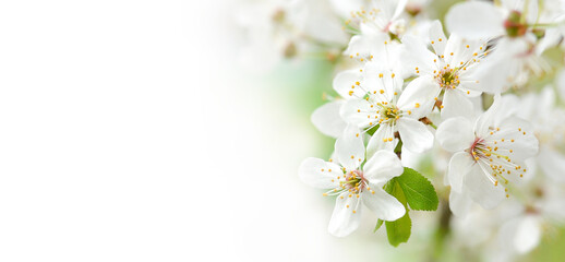 Fototapeta na wymiar Beautiful branches of blossoming cherries. Beautiful abstract spring background. Banner. Copy space