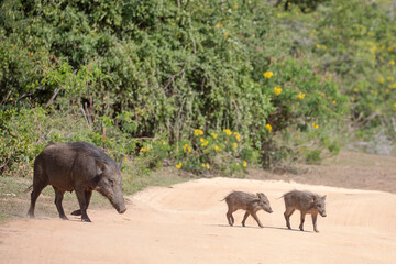 A wild boar and her piglets walking through the jungle scrummaging for food.