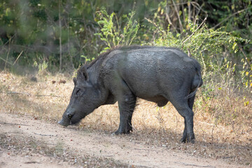 An adult male wild boar scrummaging for food in the jungle.