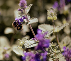 Nepeta racemosa / bee