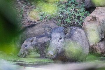 A wild boar and her piglet drinking at a water hole deep in the jungle.