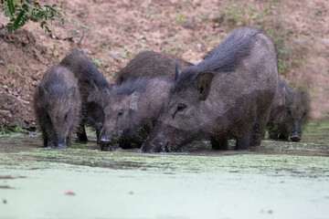 A sounder of wild boar drinking from a water hole in the jungle.