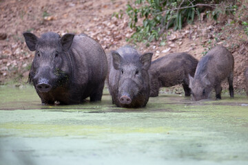 A sounder of wild boar drinking from a water hole in the jungle.