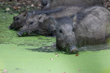 A sounder of wild boar drinking from a water hole in the jungle.