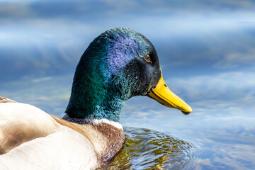 Wassertiere am Bodensee