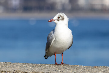 Obraz premium Wassertiere am Bodensee