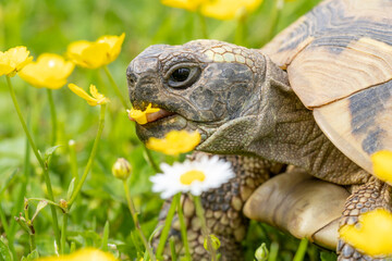 Griechische Schildkröte beim Fressen