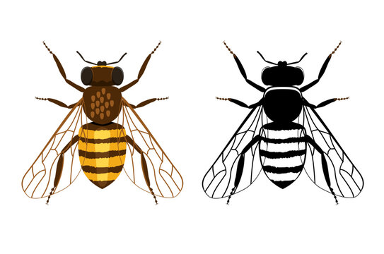 Colorful and black silhouette of bee on a white background. Illustration of flying insects. Cartoon flat simple vector illustration.