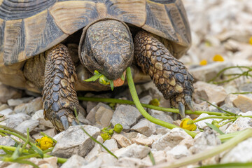 Naklejka premium Griechische Schildkröte beim Fressen