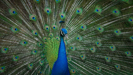 Fototapeta na wymiar peacock with feathers