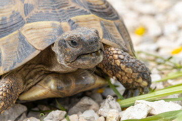 Griechische Landschildkröte