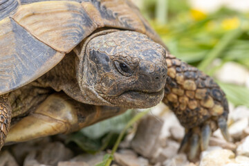 Griechische Landschildkröte