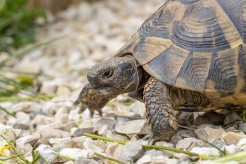 Griechische Landschildkröte