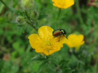 Insecte sur une fleur jaune - France