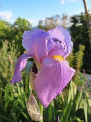 Iris mauve en gros plan