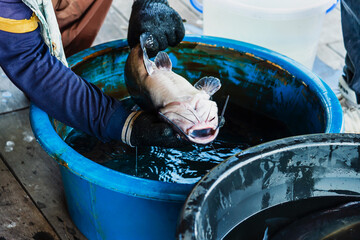 Fisherman using tool doing fish size measurement in farm