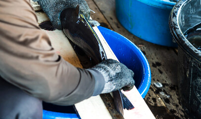 Close up fisherman measuring fish size in fishing farm