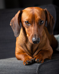 Dachshund dog sitting on a grey couch