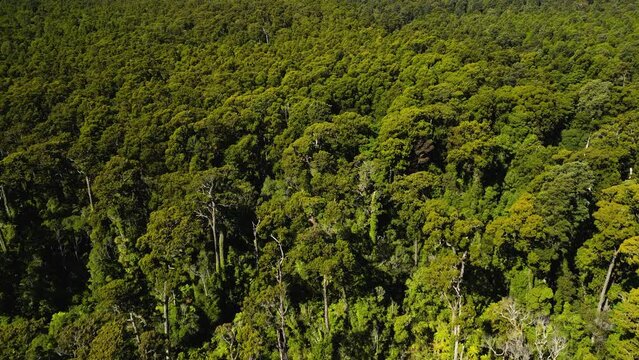 Ancient rimu trees in Westland of New Zealand, aerial view