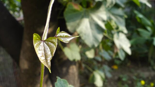 A close up shot of Dioscorea batatas (Igname de Chine) leaves and vine. Horticultural climbing plants in an Indian garden.