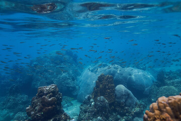 a lot of small fish underwater in the sea underwater photography against the background of corals