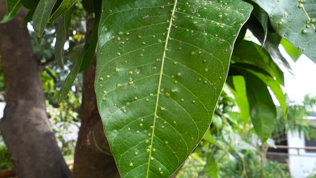 Mango leaves infected by pest.Mango leaf gall midge (Erosomyia mangiferae) in an Indian Garden.
