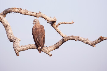 A juvenile white breasted sea eagle perched on a branch in the jungles of Yala, Sri Lanka.