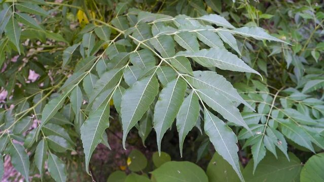 Closeup shot of leaves of the curry tree, Murraya koenigii or Bergera koenigii, is a tropical to sub-tropical tree in the family Rutaceae, and is native to Asia.