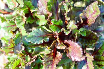 無農薬で栽培した瑞々しい野菜　畑で元気に育った野菜　食べる輸血と呼ばれる奇跡の野菜ビーツ