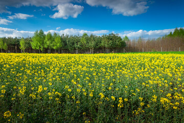 Fototapeta premium Rapeseed field with trees on the horizon in eastern Poland