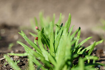 無農薬で栽培した瑞々しい野菜　畑で元気に育った野菜　ほうれん草　ホウレンソウ