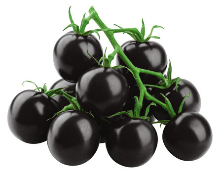 black Tomato, isolated on white background, full depth of field