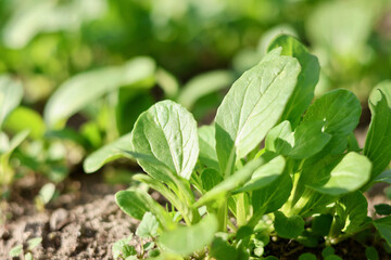 無農薬で栽培した瑞々しい野菜　畑で元気に育った野菜　ほうれん草　ホウレンソウ