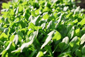 無農薬で栽培した瑞々しい野菜　畑で元気に育った野菜　ほうれん草　ホウレンソウ