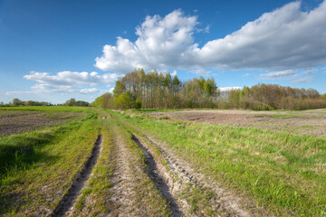 Fototapeta na wymiar Dirt road through the fields towards the forest, Zarzecze, Poland