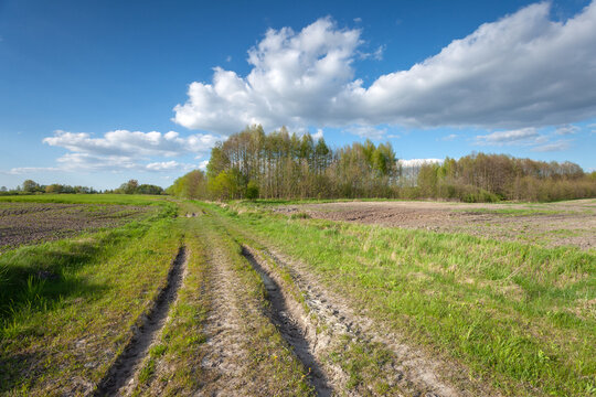 Dirt road through the fields towards the forest, Zarzecze, Poland © darekb22