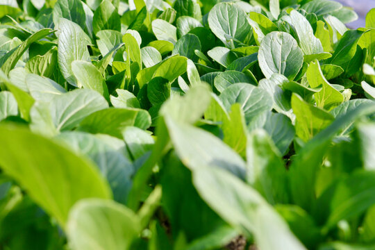 無農薬で栽培した瑞々しい野菜　畑で元気に育った野菜　ほうれん草　ホウレンソウ