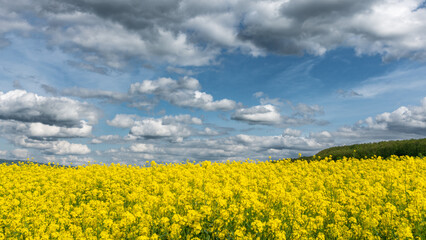 Fototapeta premium field of yellow flowers