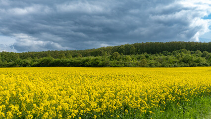 field of yellow dandelions