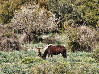 Cavalli Selvatici nella Giara di Gesturi, Sardegna.