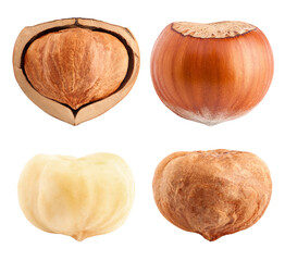 hazelnut isolated on white background, full depth of field