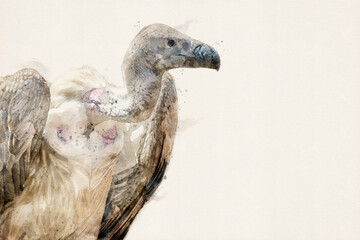 Griffon vulture. Portrait of Eurasian griffon vulture. Vulture bird. Bird of prey, isolated with copy space. Aquarelle, watercolor illustration.  
