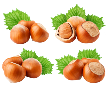 hazelnut isolated on white background, full depth of field