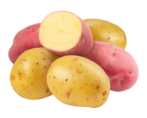 yellow and red potatoes , isolated on white background, full depth of field