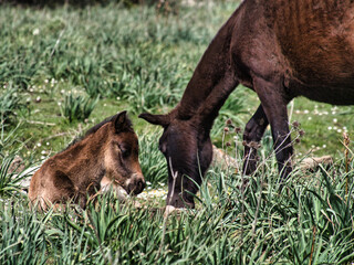 Cavalli Selvatici nella Giara di Gesturi, Sardegna.
