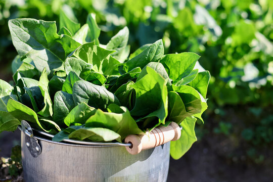 家庭菜園で野菜作りをする女性　農業女子　野菜を収穫する女性