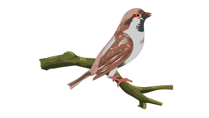 sparrows sitting on branch