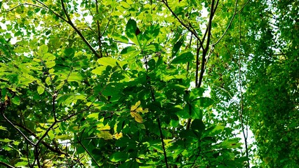 新緑の白神山地の森林の風景