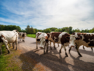 Beautiful red cows return from the pasture to the farm. Evening sun, beautiful nature.